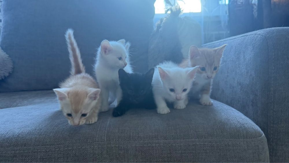 Отдам домашних милых котят