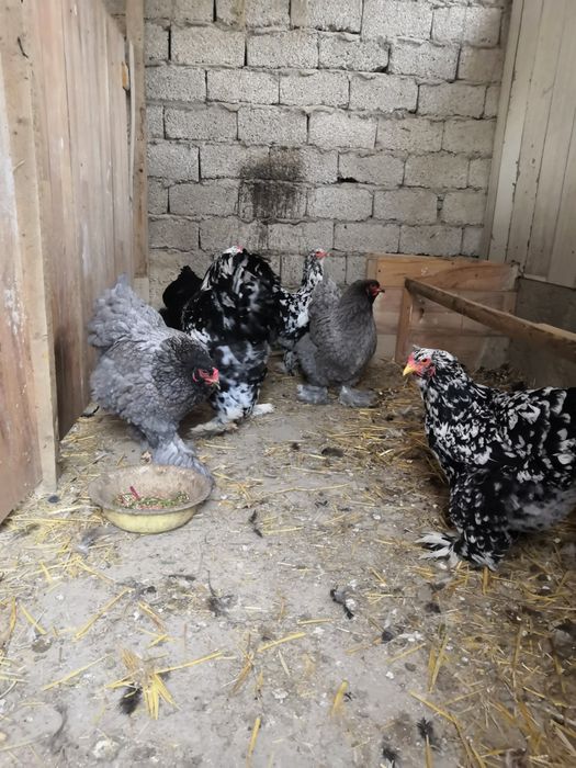 Продаю яйца брамы