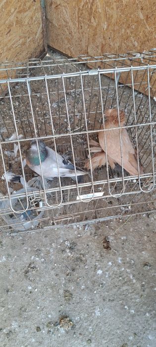Vând porumbei Toboșari schimb cu gaini sau iepuri