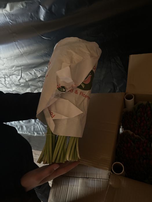 Цветы тюлпаны успейте