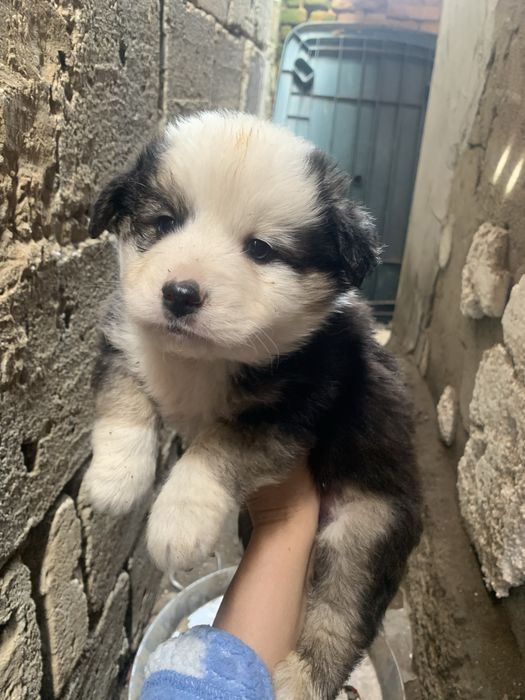 Donez, catelusi iubitorilor de animale