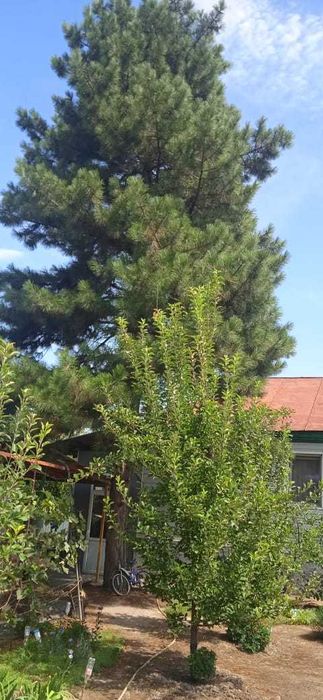 продается сосна от 1 метра до 3-х метров