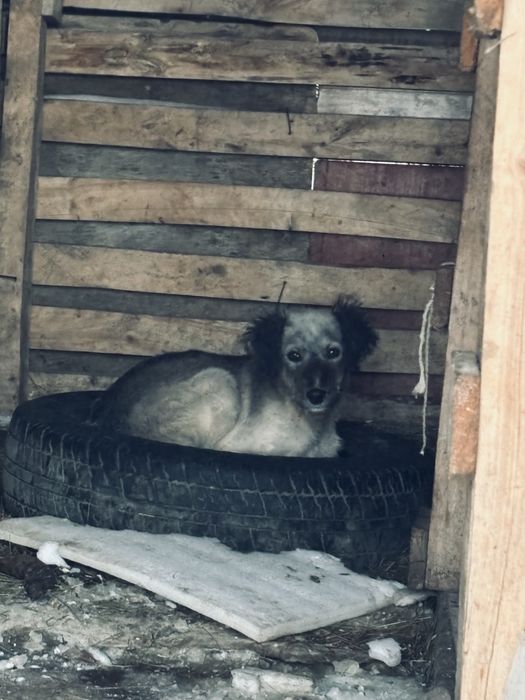 Тазы кушик ургашы 40 мын