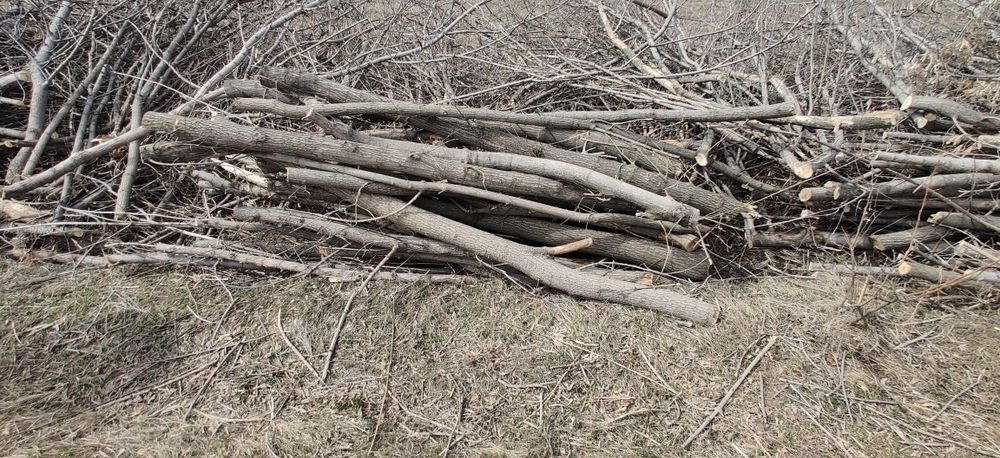 Бесплатно отдам дрова