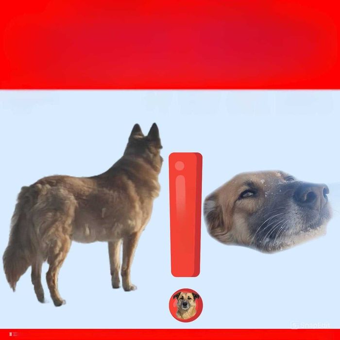 Пропала собака по кличке Найда