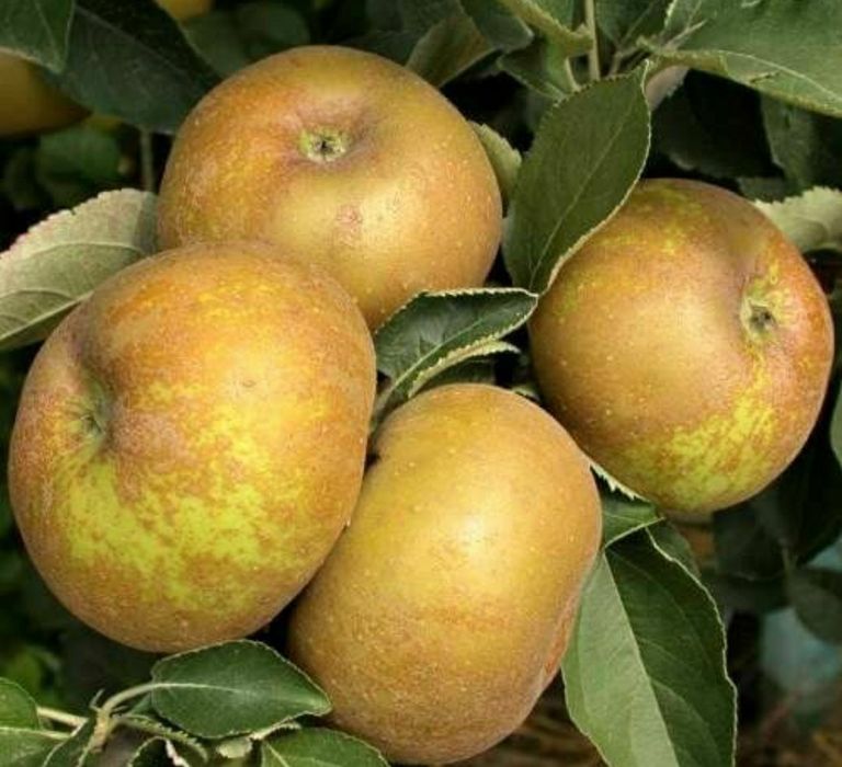 Mar (Soiul Renet De Canada )