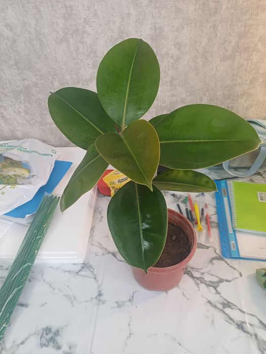 Фикус каучуконостный (каучуковое дерево)7.000