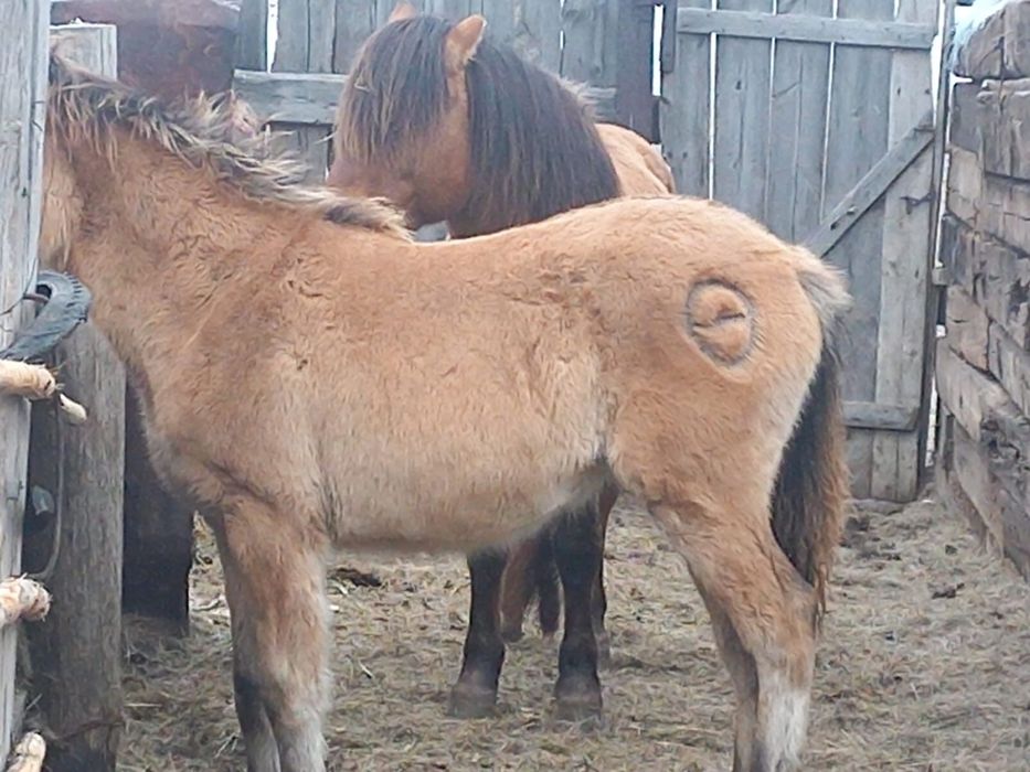 продам тазы жабы тұкымы муғалжар