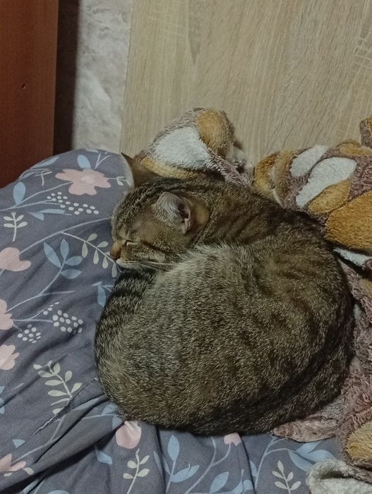 Кошка 6-7 месяцев