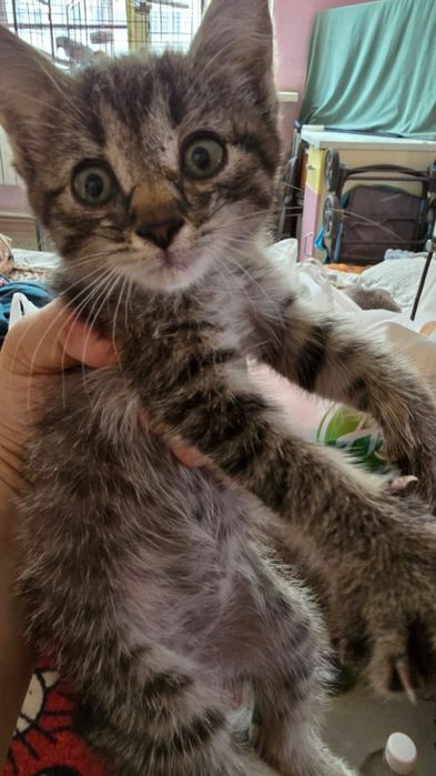 Котенок 2 месяца