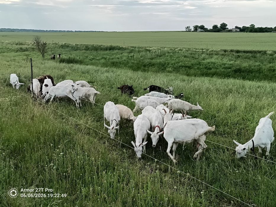 ярета за клане...