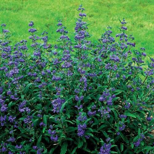 Caryopteris -barba albastra 60cm