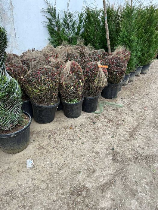 Iarba de  pampas plante decorative