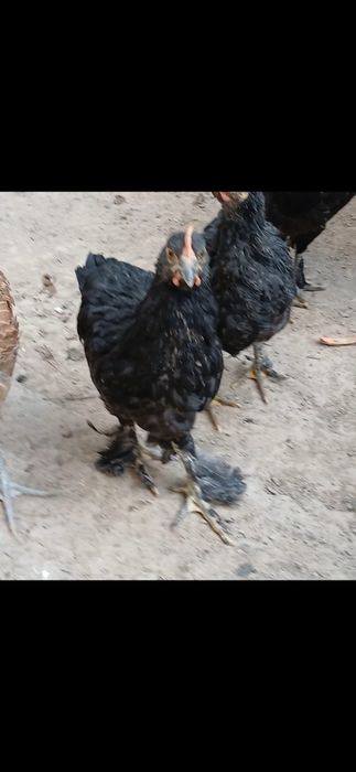 Qora Mag‘iz zotli parandalar