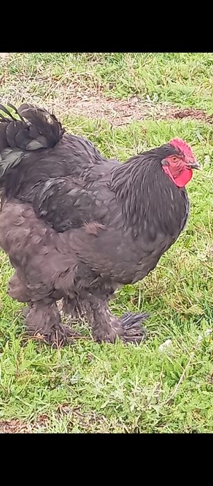 Селхоз жывотное птицы