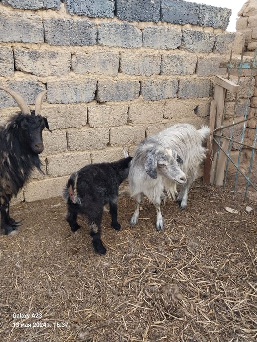 180000 опши сатылады