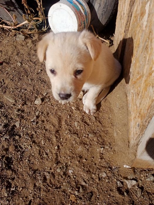 Щенки в добрые руки