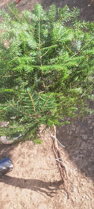 Puieți de brad și molid