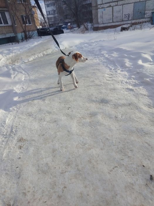 Джек рассел продам.