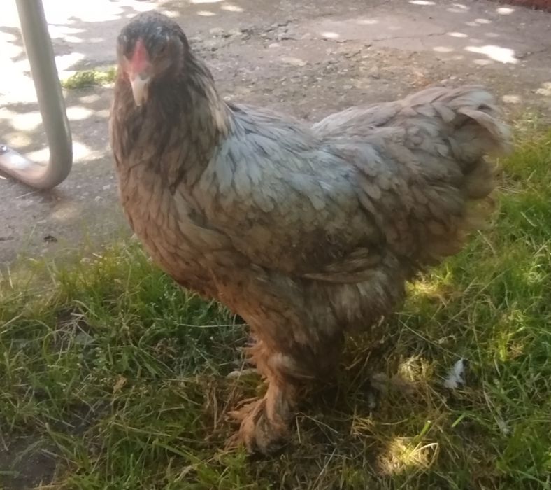 Găini brahma albastru
