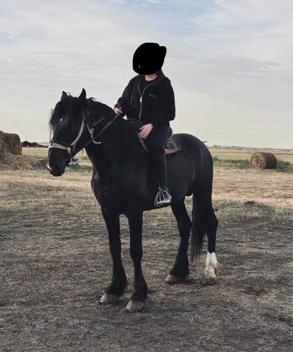 Продам лошадь верховую