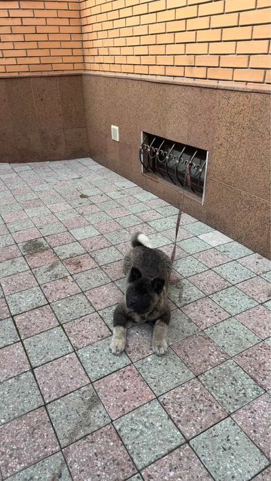 Продам Американскую Акиту