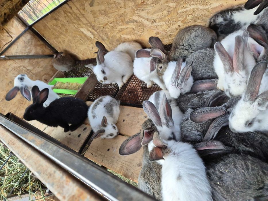 Iepuri de 11 săptămâni