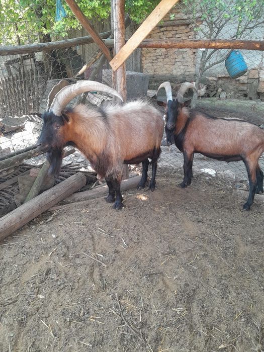 Țapi alpin francez