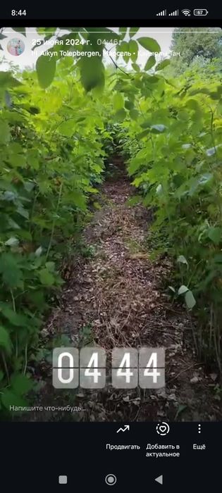 Продам саженцев малины