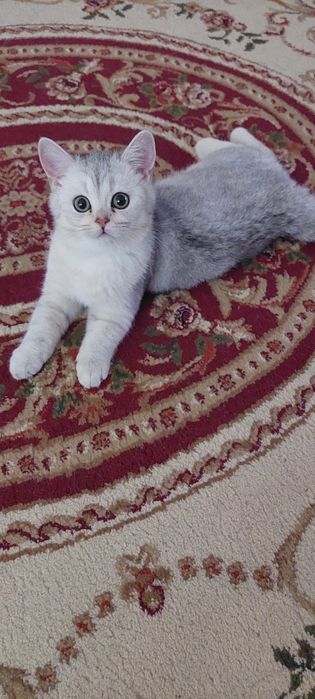 СРОЧНО! Продаётся Котёнок Кремово-Серебристая Британская Шиншилла
