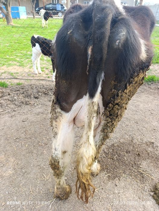 Бұзаулы сиырлар сатылады