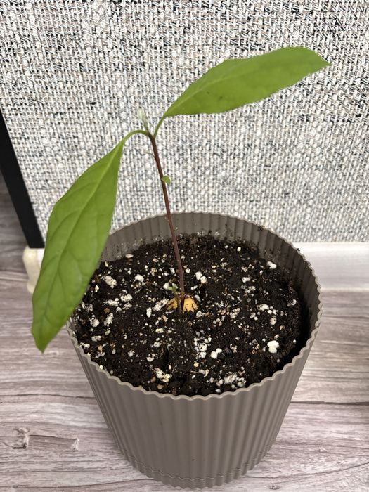 Продаю Дерево авокадо