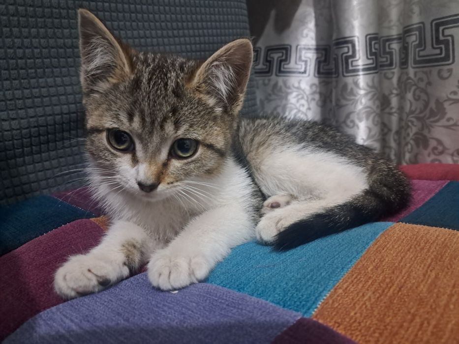 котенок бесплатно