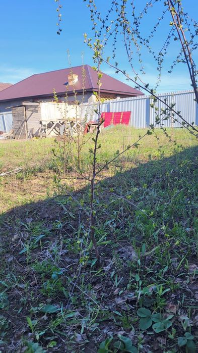 Саженец вишни,клубники