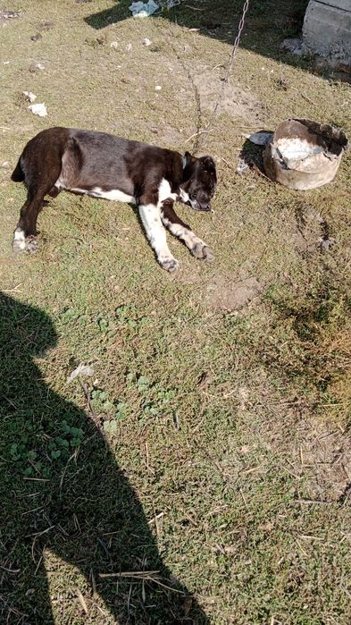 Ассаламалекум сатылады