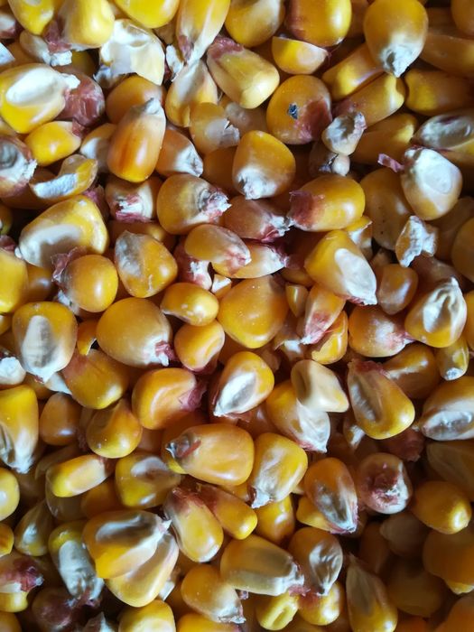 Porumb și grâu productie 2025