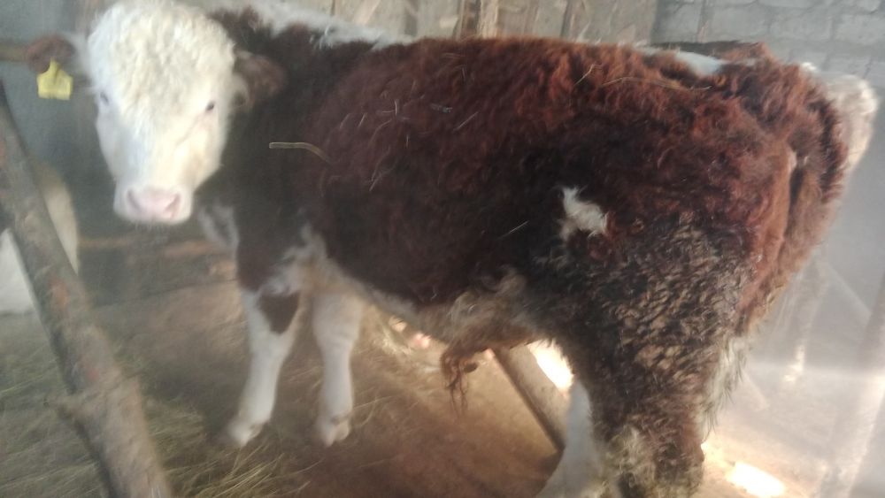 Бұқалар сатылады