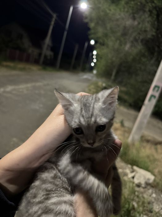 Отдам котенка в добрый руки
