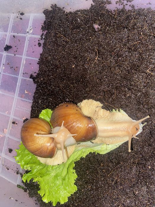 Продам улиток ахатин