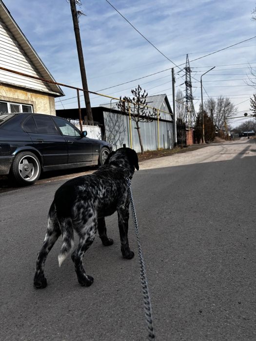 ПРОДАЖА! спаниель