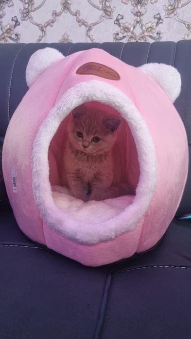 Faqat Samarqandda yashovchilar tel qilsin