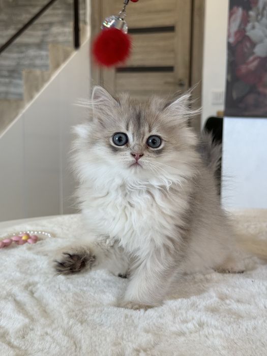 British Longhair