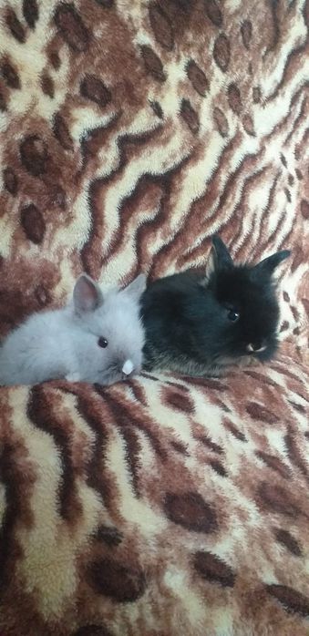 Animăluțe de companie