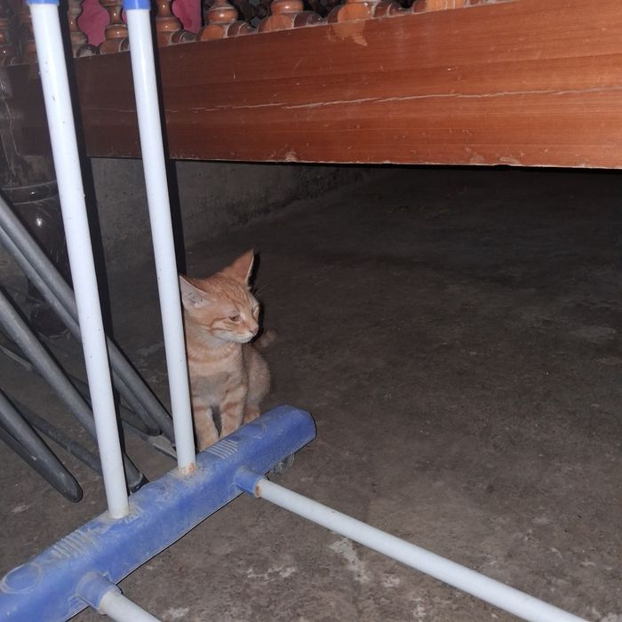Отдам даром в хорошие руки  котят