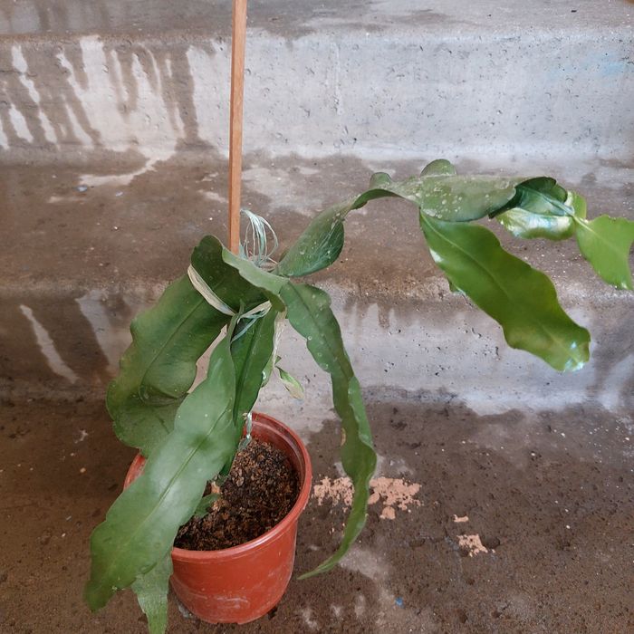 Продается эпифиллум лесной кактус