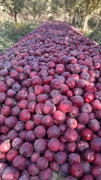 Жакси кощеттер бар