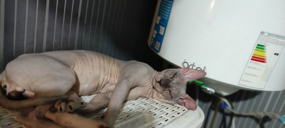 Вязка Канадский сфинкс