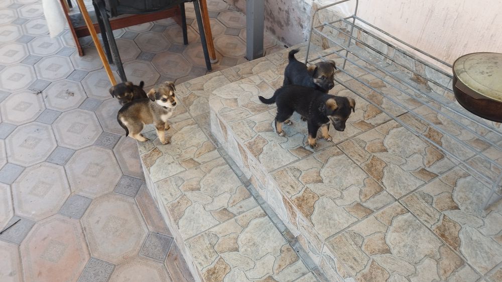 Отдам щенят дворняг