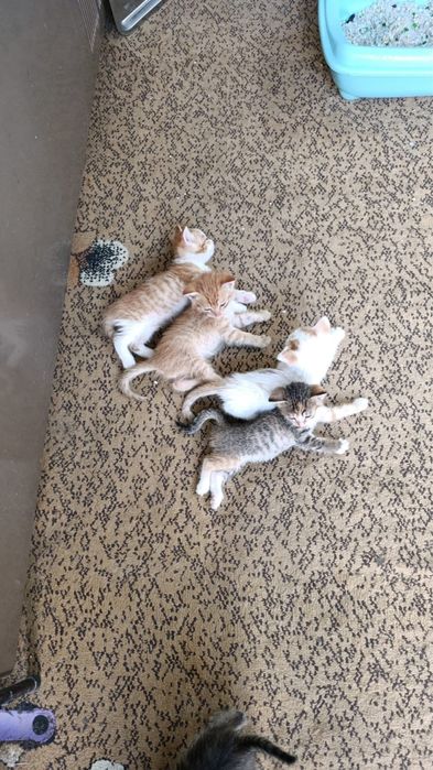 Отдам котят даром