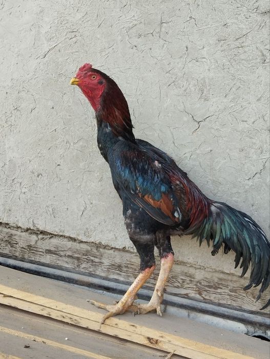 Yetuk, semiz aktrisalar bilan rus porno